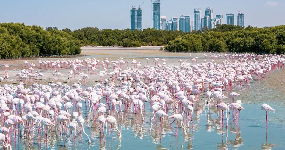 Top 10 Outdoor Family Activities in Dubai